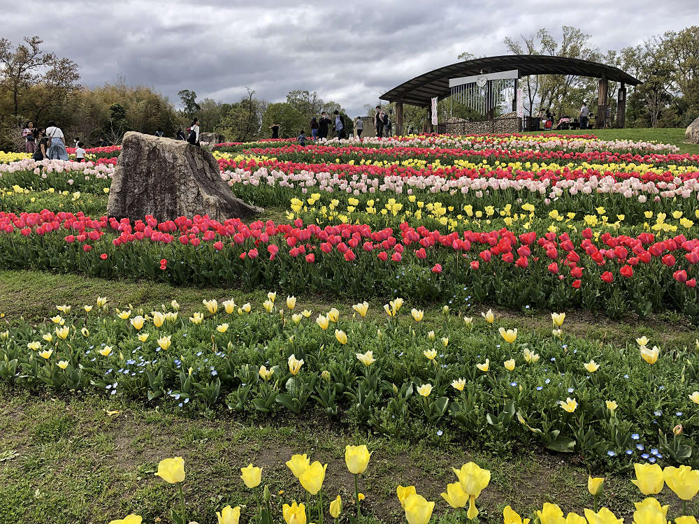2021馬見チューリップフェア @馬見丘陵公園-10 2021馬見チューリップフェア @馬見丘陵公園-10