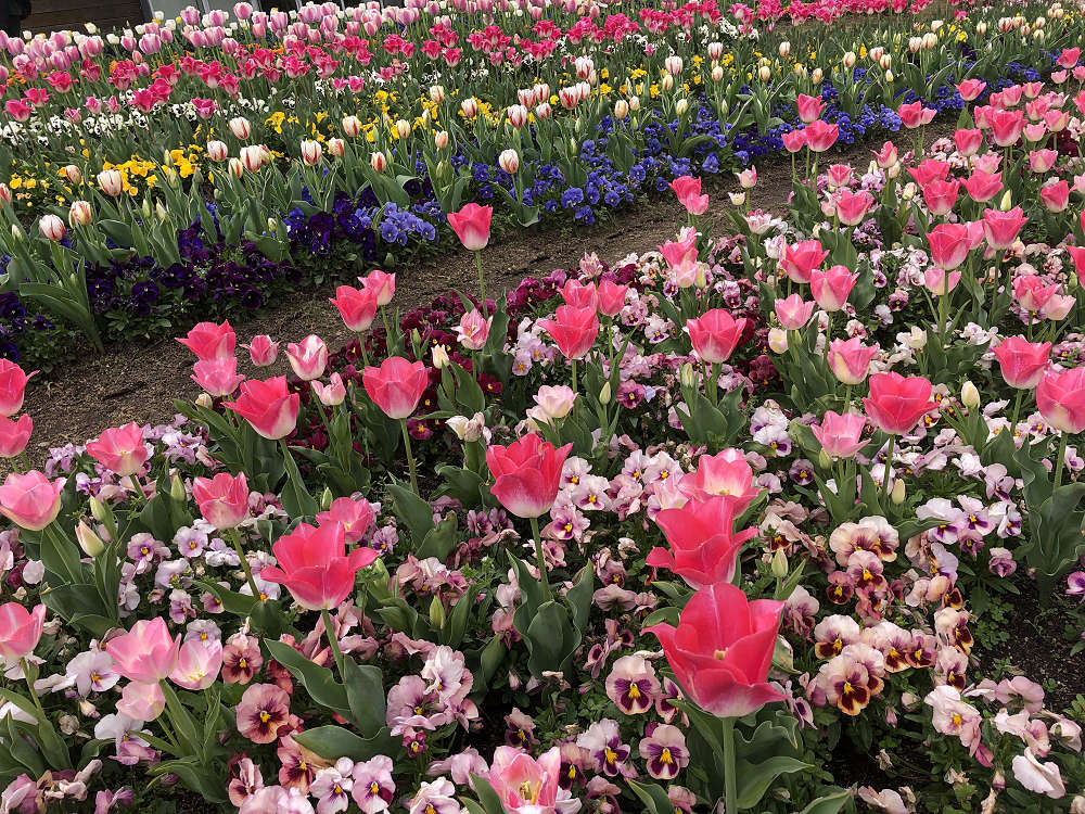 2021馬見チューリップフェア @馬見丘陵公園-14 2021馬見チューリップフェア @馬見丘陵公園-14
