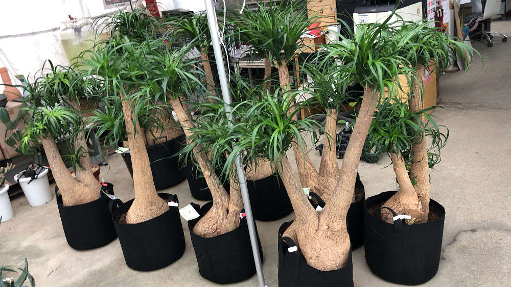 『かしはら植物園』&『フラワーガーデン花音』-07 『かしはら植物園』&『フラワーガーデン花音』-07