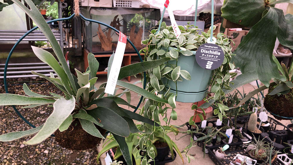 『かしはら植物園』&『フラワーガーデン花音』-08 『かしはら植物園』&『フラワーガーデン花音』-08