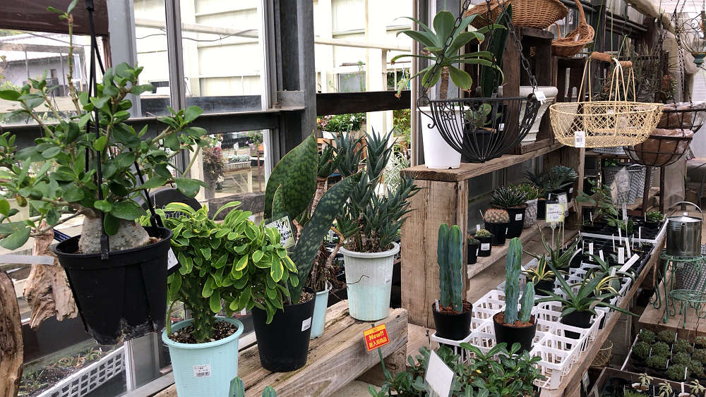 『かしはら植物園』&『フラワーガーデン花音』-13 『かしはら植物園』&『フラワーガーデン花音』-13