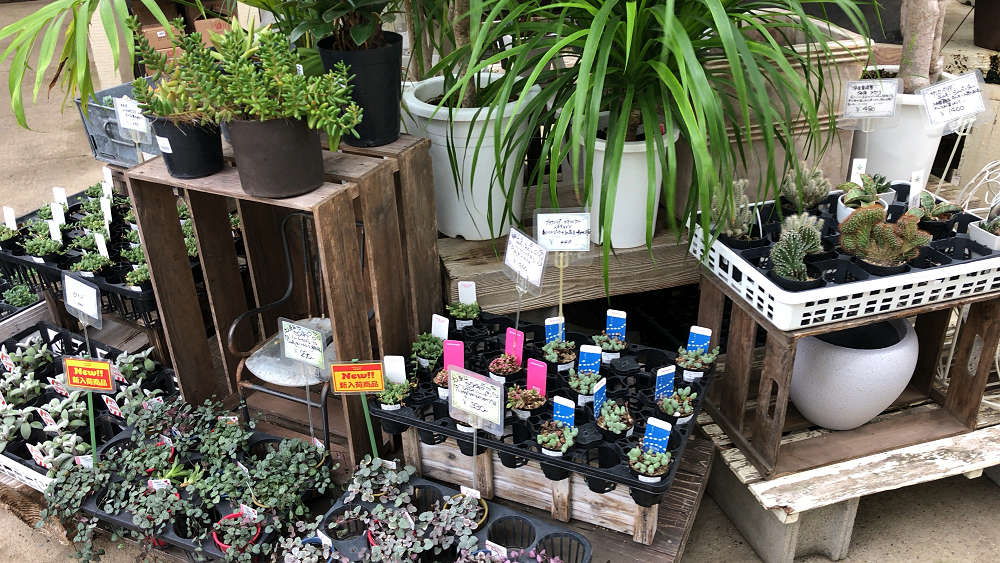 『かしはら植物園』&『フラワーガーデン花音』-14 『かしはら植物園』&『フラワーガーデン花音』-14