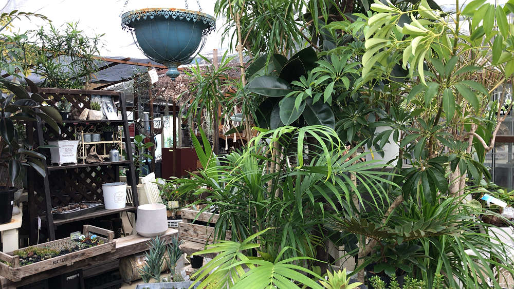 『かしはら植物園』&『フラワーガーデン花音』-15 『かしはら植物園』&『フラワーガーデン花音』-15