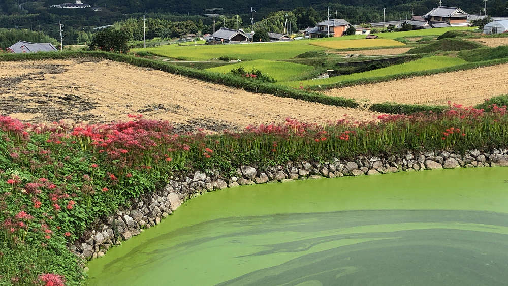 彼岸花の名所「棚田の中の伏見のため池」＠御所市-04