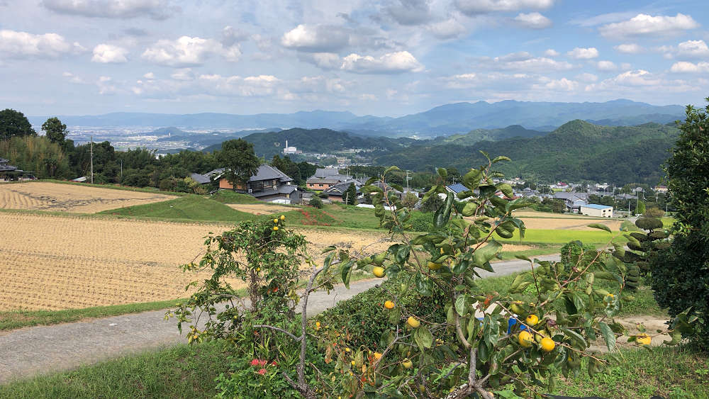 彼岸花の名所「棚田の中の伏見のため池」＠御所市-05