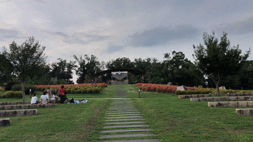 コキアの紅葉＠馬見丘陵公園-01