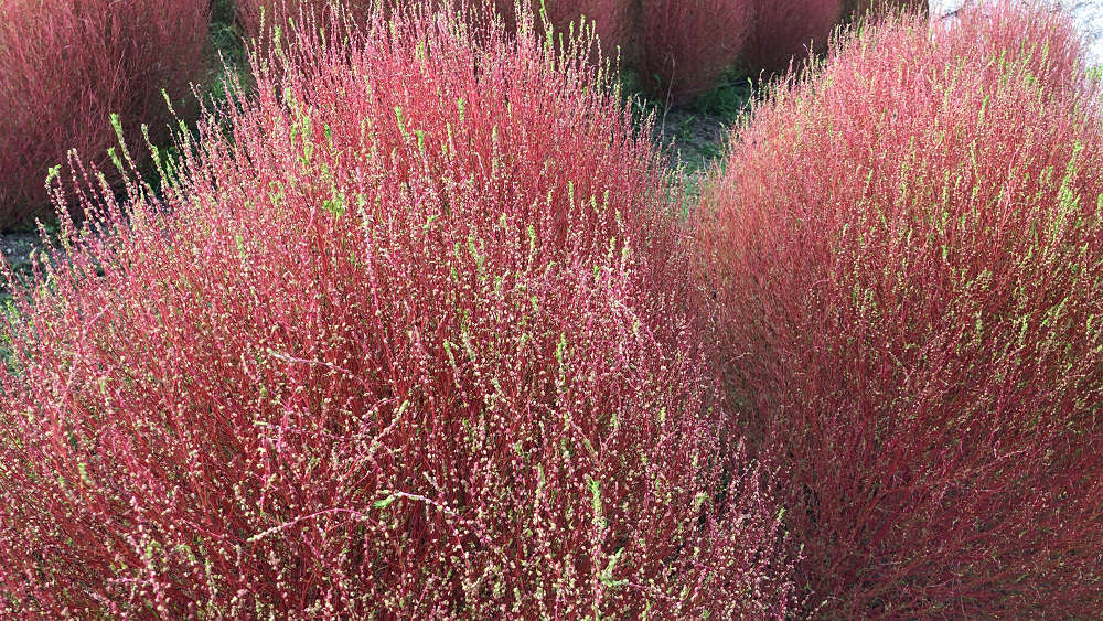 コキアの紅葉＠馬見丘陵公園-03