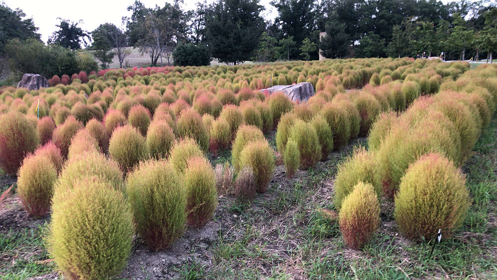 コキアの紅葉＠馬見丘陵公園-04