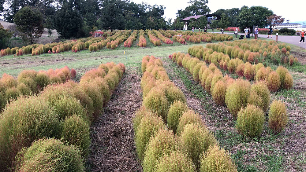 コキアの紅葉＠馬見丘陵公園-05