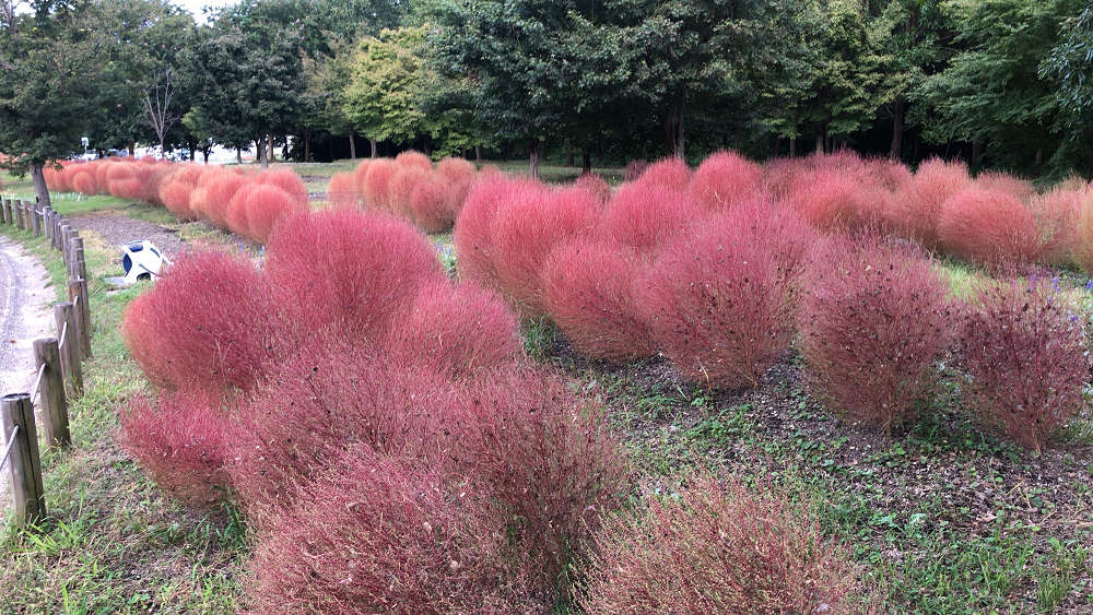 コキアの紅葉＠馬見丘陵公園-06