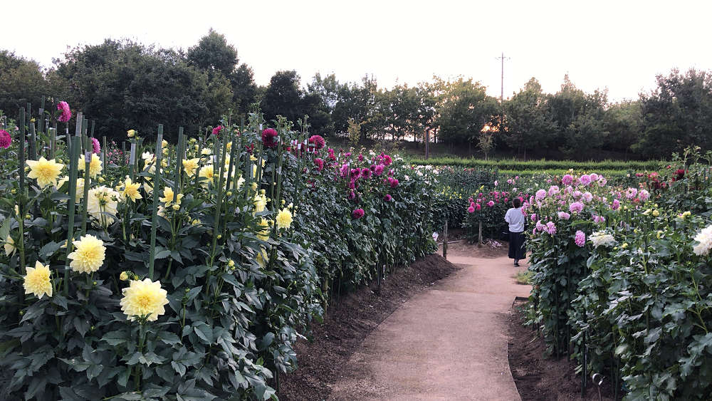 コキアの紅葉＠馬見丘陵公園-07
