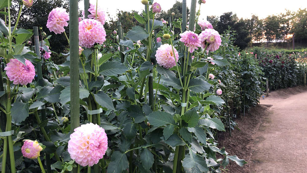 コキアの紅葉＠馬見丘陵公園-08