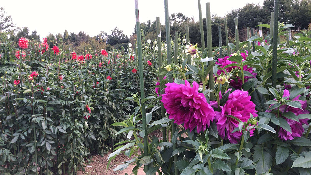 コキアの紅葉＠馬見丘陵公園-09