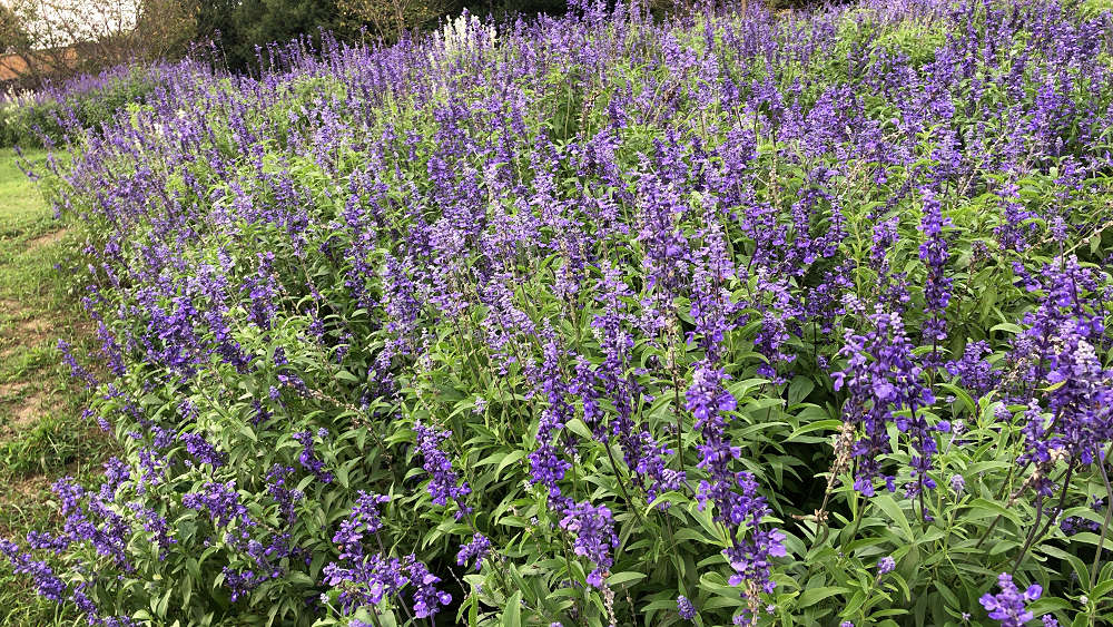コキアの紅葉＠馬見丘陵公園-10