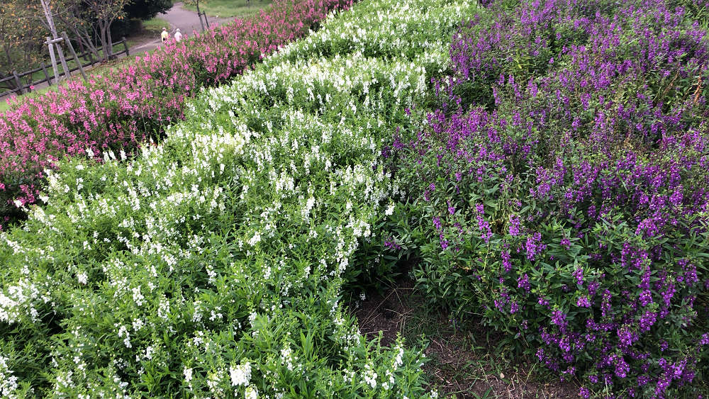 コキアの紅葉＠馬見丘陵公園-11