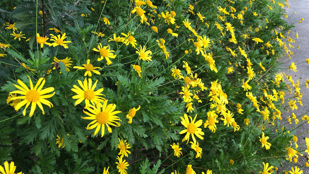 コキアの紅葉＠馬見丘陵公園-12