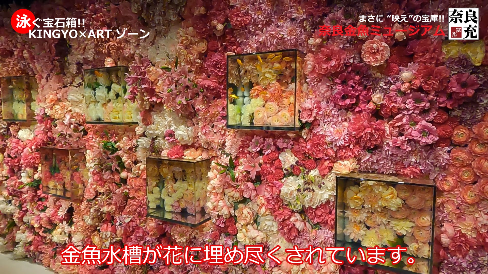 奈良金魚ミュージアム＠奈良市-02