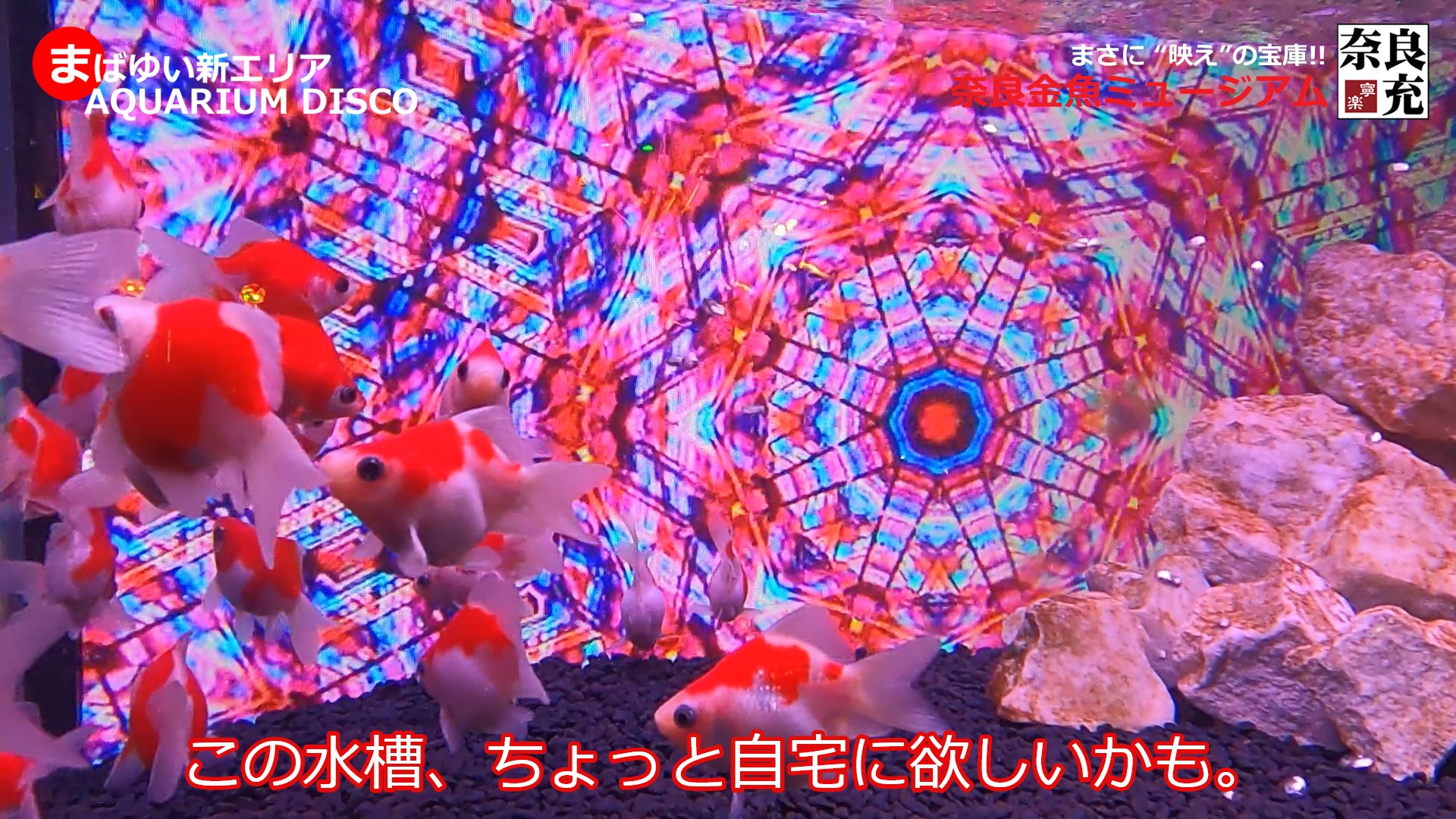 奈良金魚ミュージアム＠奈良市-06