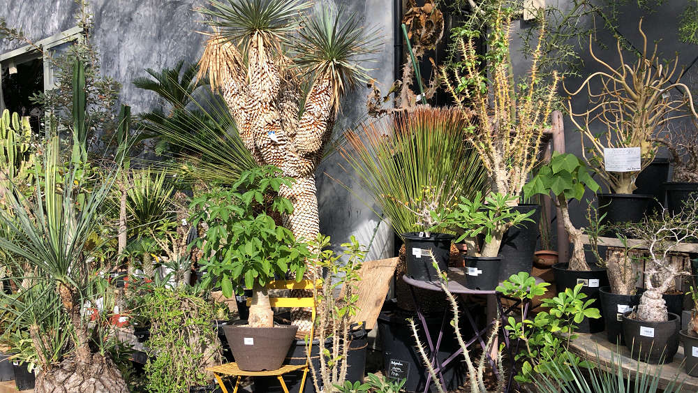 the Farm UNIVERSAL osaka@大阪府茨木市-09 the Farm UNIVERSAL osaka@大阪府茨木市-09