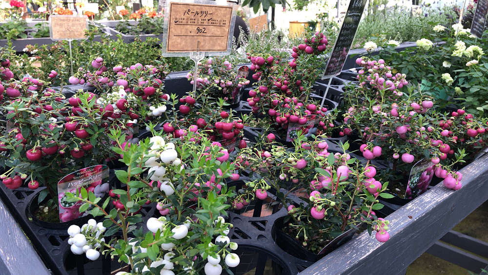 the Farm UNIVERSAL osaka@大阪府茨木市-16 the Farm UNIVERSAL osaka@大阪府茨木市-16