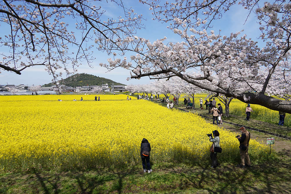 菜の花＆桜＠藤原宮跡（橿原市）-03