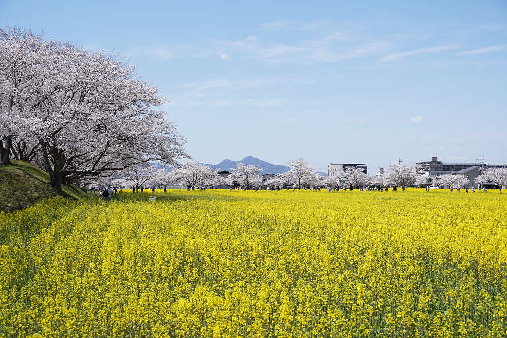 菜の花＆桜＠藤原宮跡（橿原市）-05