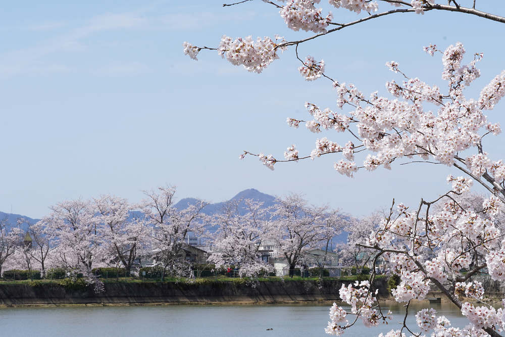 菜の花＆桜＠藤原宮跡（橿原市）-06