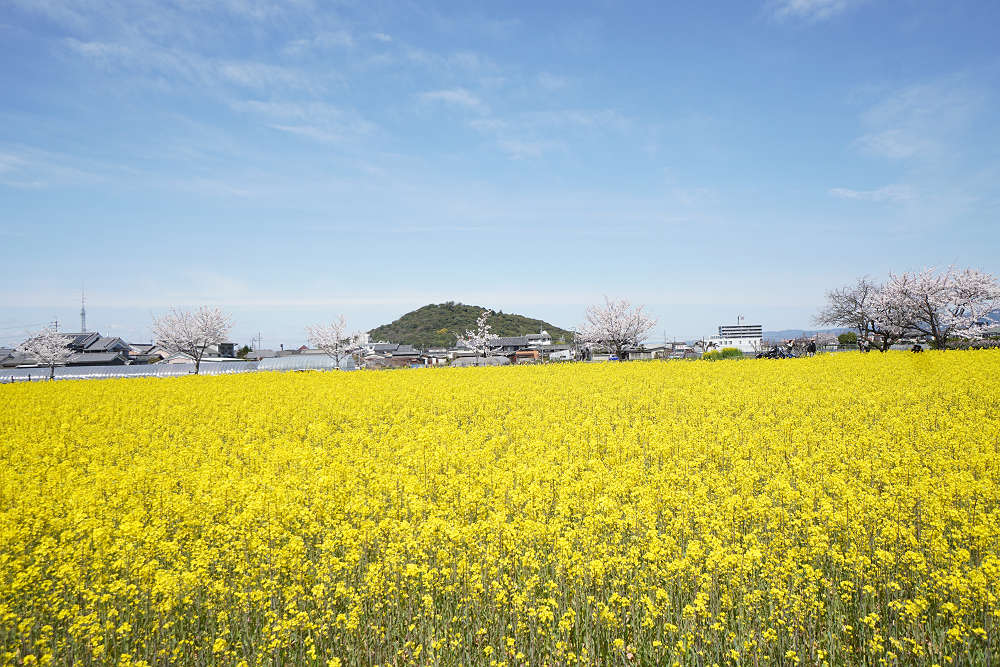 菜の花＆桜＠藤原宮跡（橿原市）-07