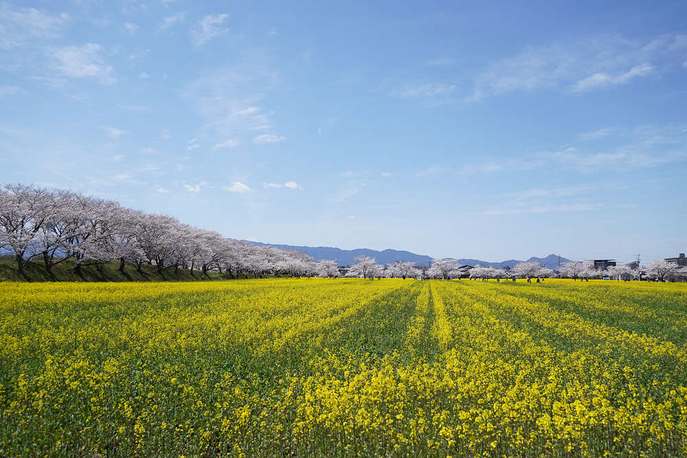 菜の花＆桜＠藤原宮跡（橿原市）-08