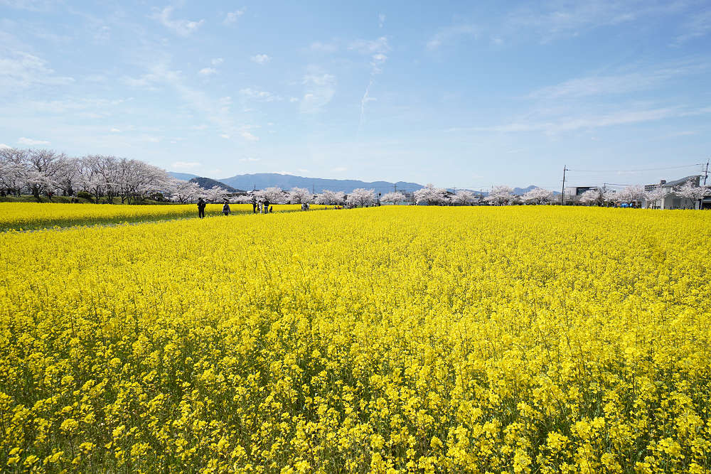 菜の花＆桜＠藤原宮跡（橿原市）-09