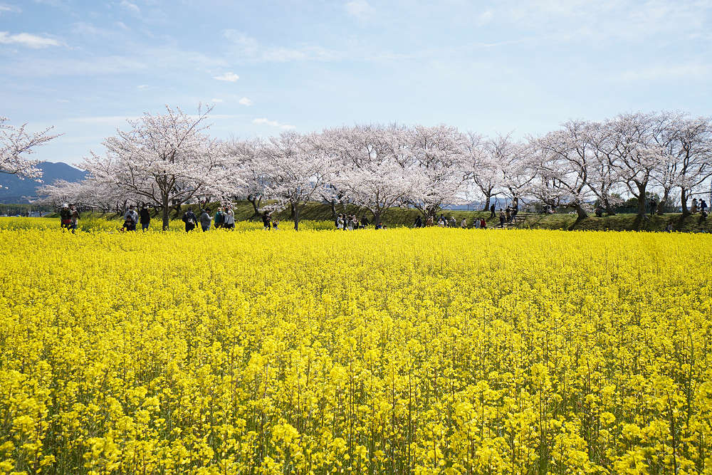 菜の花＆桜＠藤原宮跡（橿原市）-10