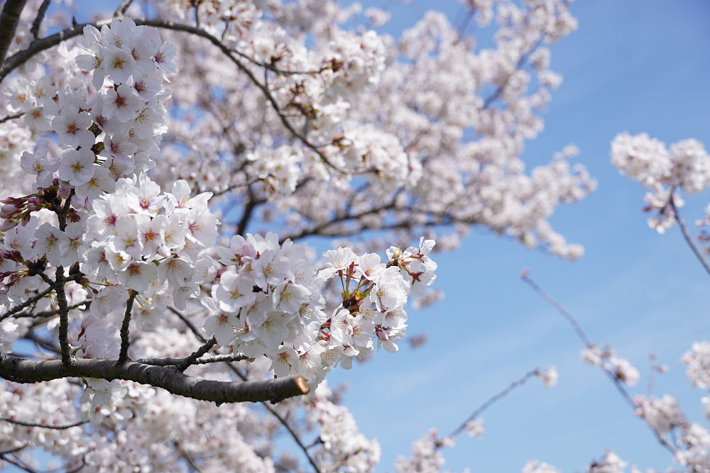菜の花＆桜＠藤原宮跡（橿原市）-12