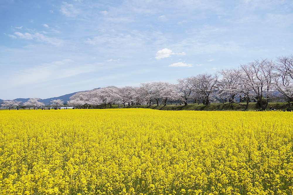 菜の花＆桜＠藤原宮跡（橿原市）-13