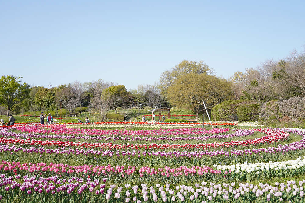 約65万株のチューリップ＠馬見丘陵公園-02