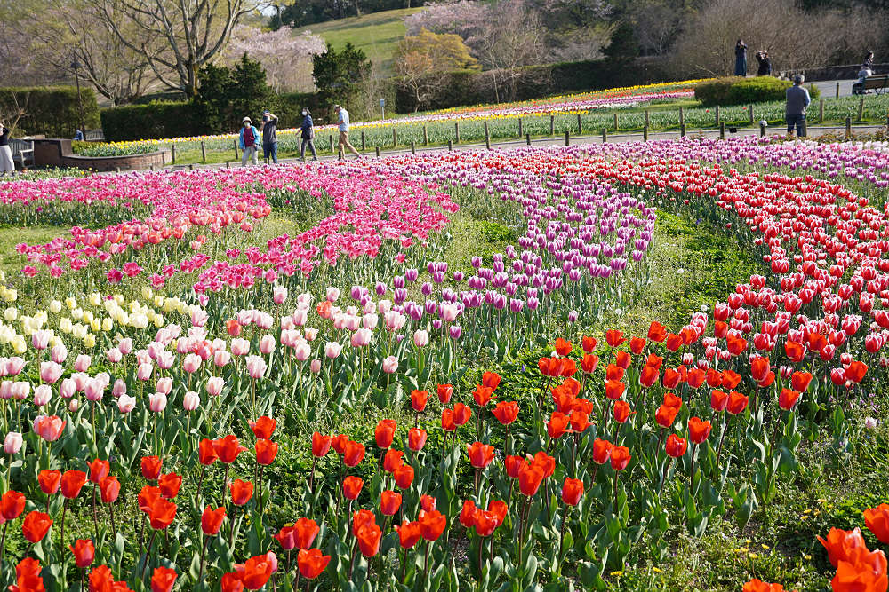 約65万株のチューリップ＠馬見丘陵公園-03