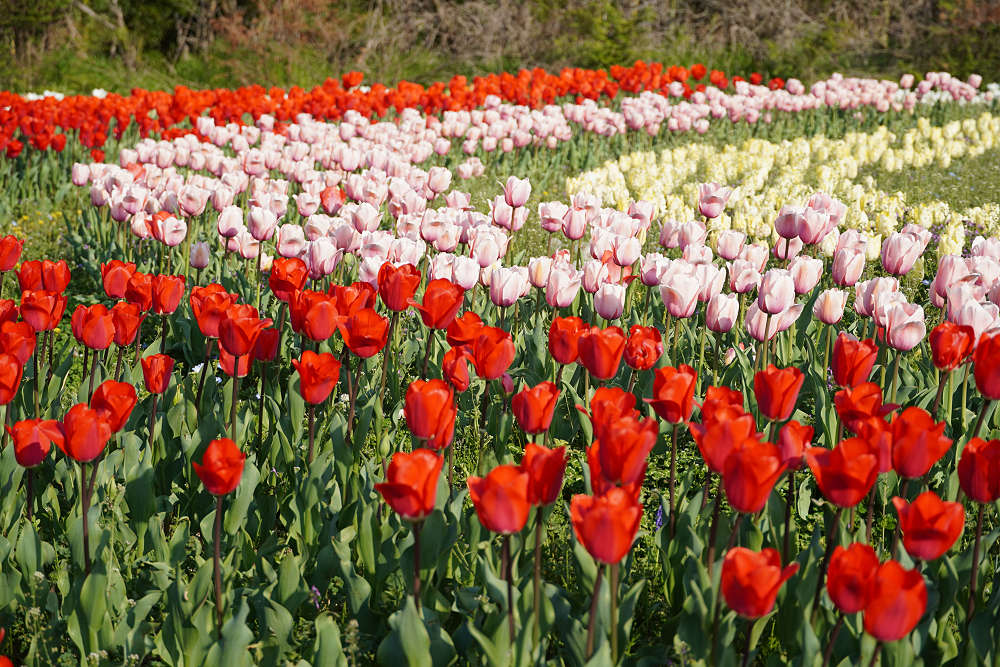 約65万株のチューリップ＠馬見丘陵公園-04