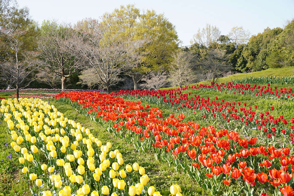 約65万株のチューリップ＠馬見丘陵公園-05