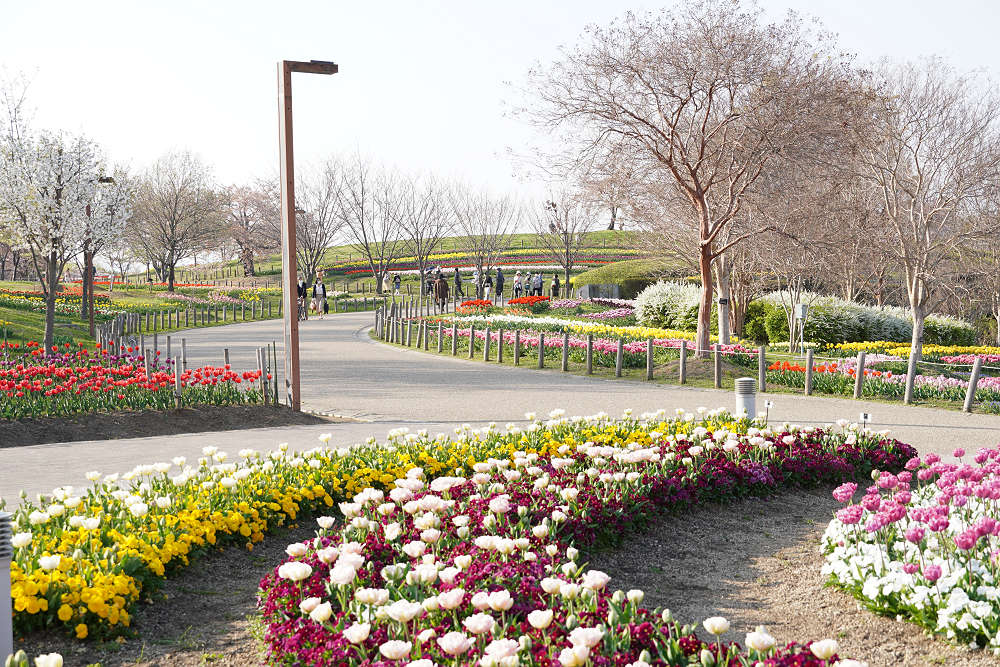 約65万株のチューリップ＠馬見丘陵公園-06