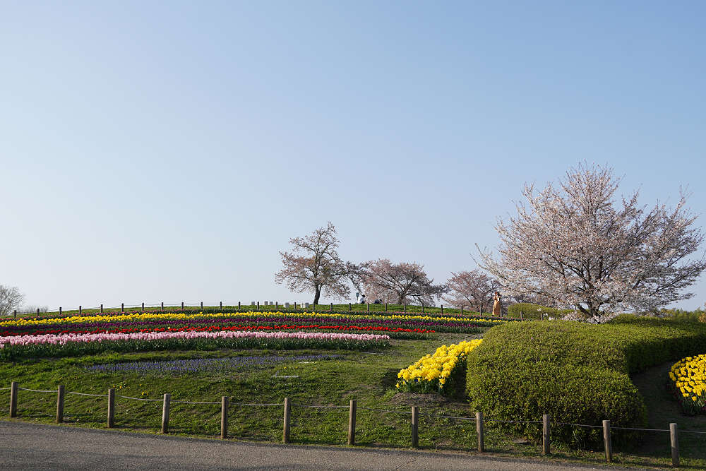 約65万株のチューリップ＠馬見丘陵公園-07
