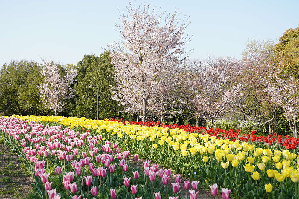 約65万株のチューリップ＠馬見丘陵公園-09