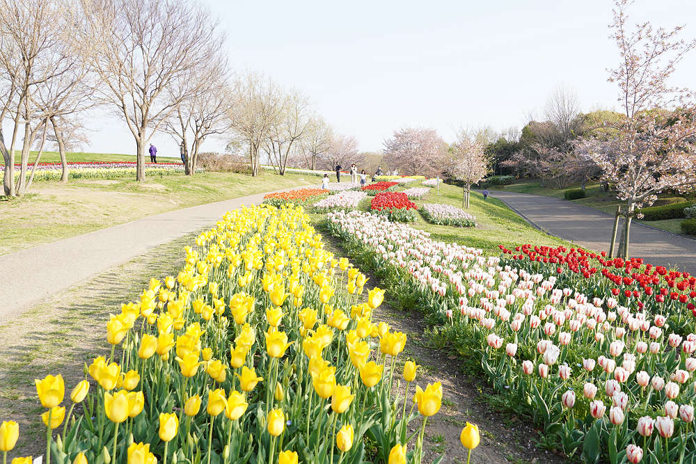 約65万株のチューリップ＠馬見丘陵公園-11