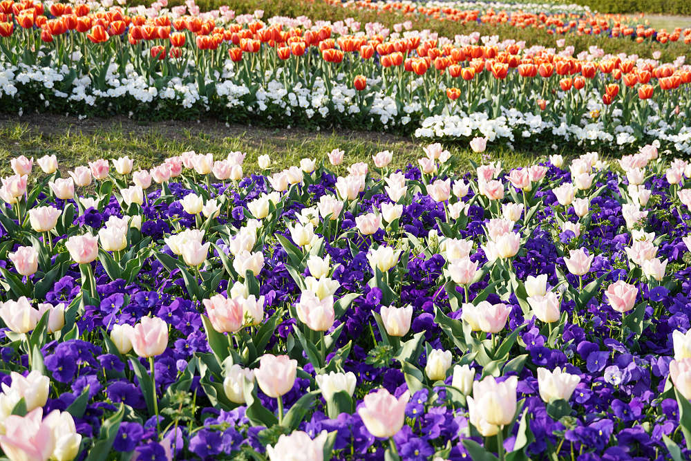 約65万株のチューリップ＠馬見丘陵公園-13