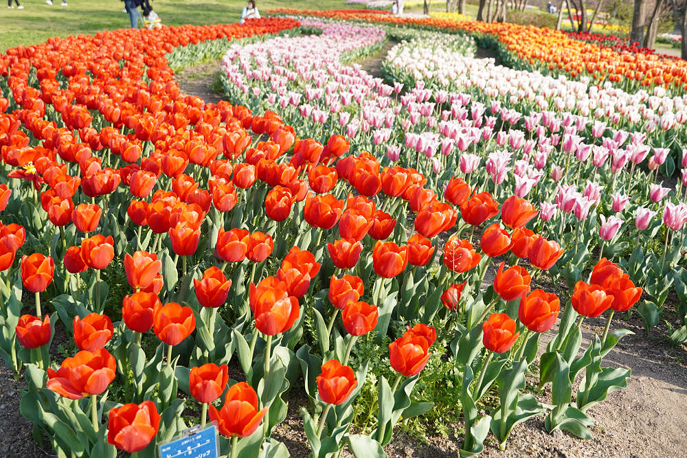 約65万株のチューリップ＠馬見丘陵公園-14