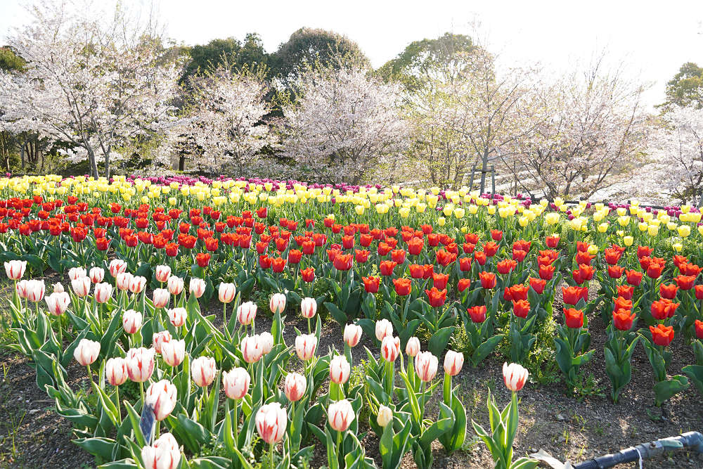 約65万株のチューリップ＠馬見丘陵公園-15
