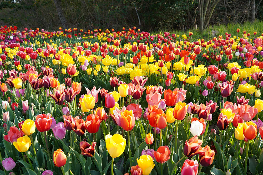 約65万株のチューリップ＠馬見丘陵公園-16