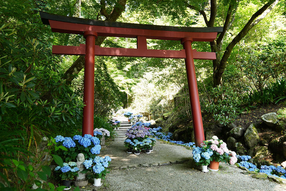 大和三大観音 あぢさゐ回廊＠岡寺（明日香村-07