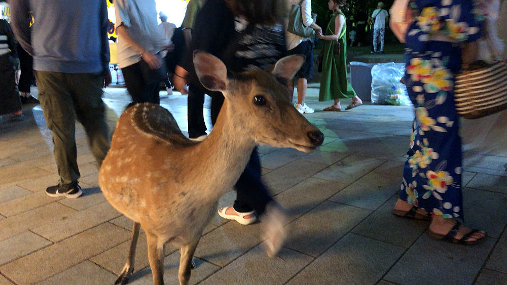 なら燈花会2022-11