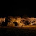 神秘的な『石舞台古墳』夜桜ライトアップ