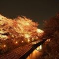 「高田川の千本桜」今年は夜桜で！