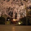 樹齢約200年の枝垂れ桜は感動的！『専称寺』＠香芝市